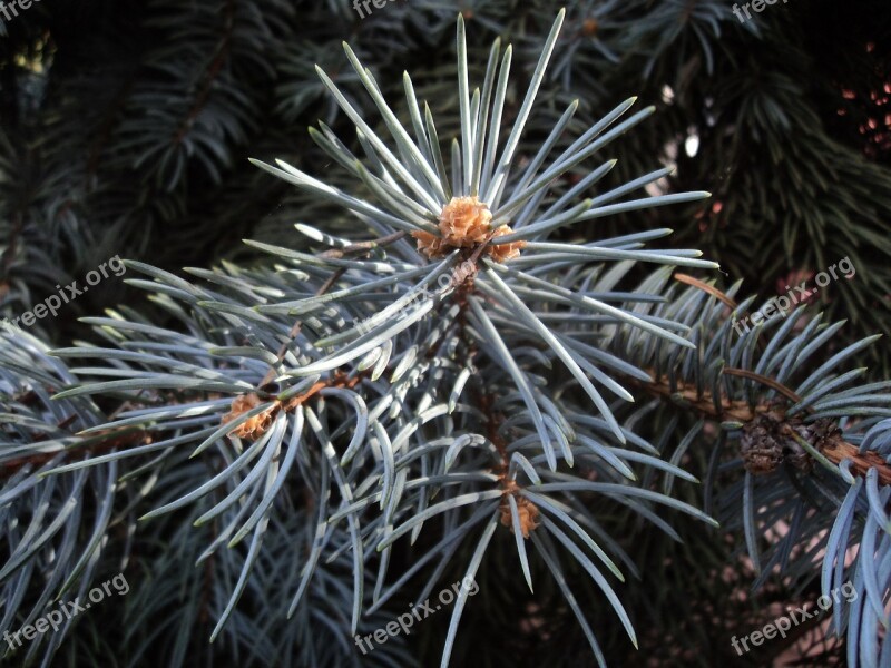 Blue Spruce Herringbone Branch Dove-colored Background