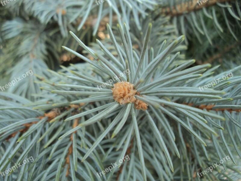 Blue Spruce Herringbone Branch Dove-colored Background