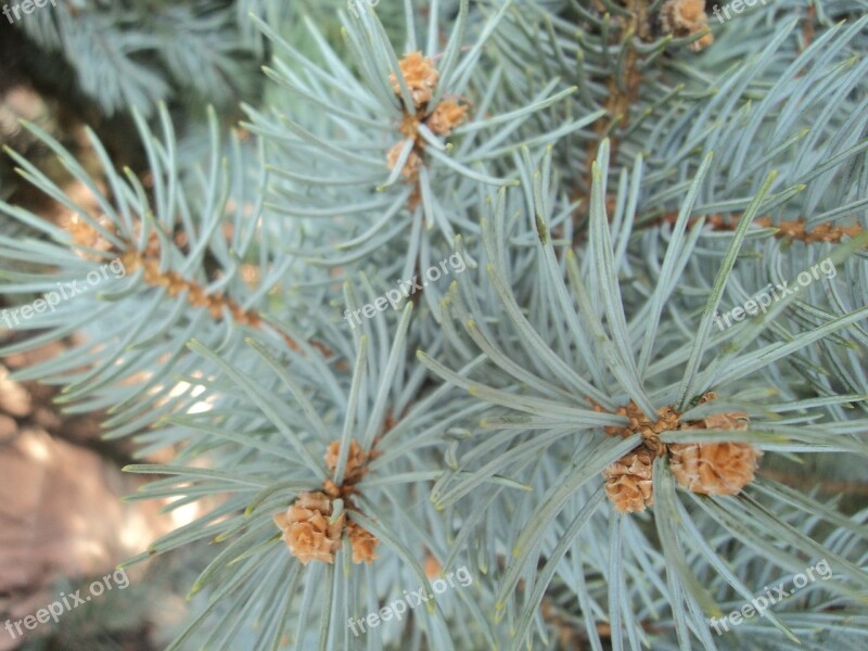 Blue Spruce Herringbone Branch Dove-colored Background