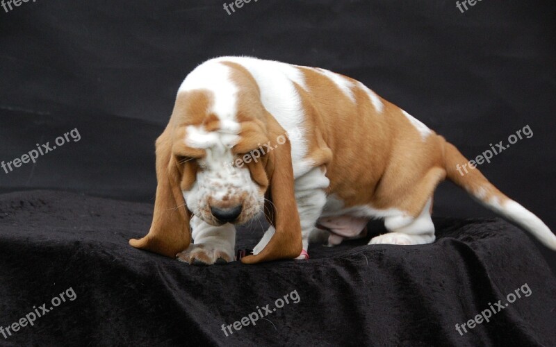 Basset Dog Fold Free Photos