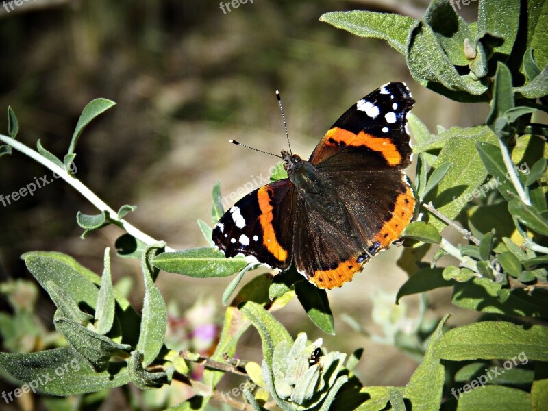 Butterfly Mediterranean Wings Colors Freedom