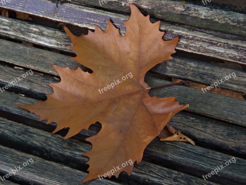 Leaf Dry Leaf Autumn Dry Tree