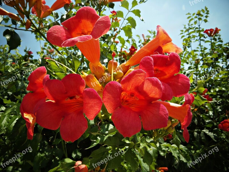 Bignonias Flowers Red Flower Nature