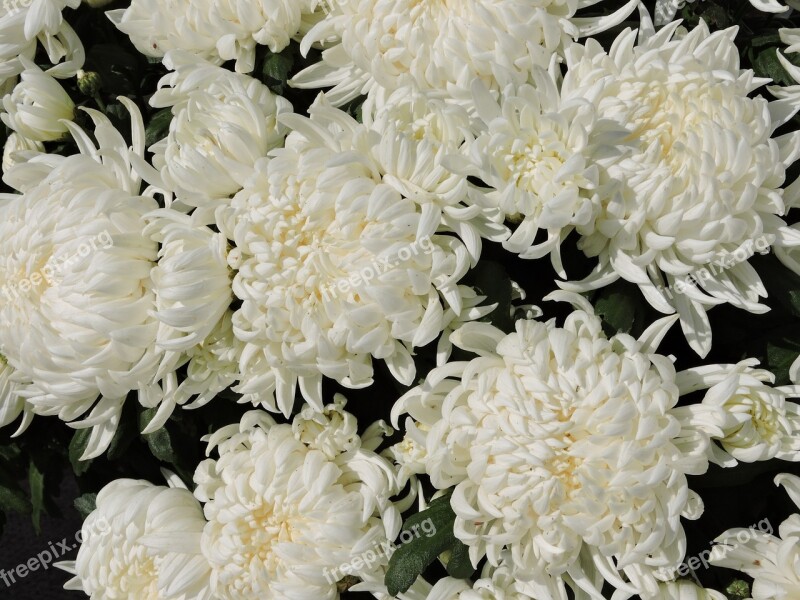 Chrysanthemums Flower White Bloom Purity