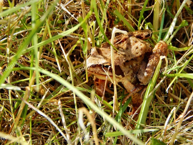 The Frog Amphibian A Toad Free Photos