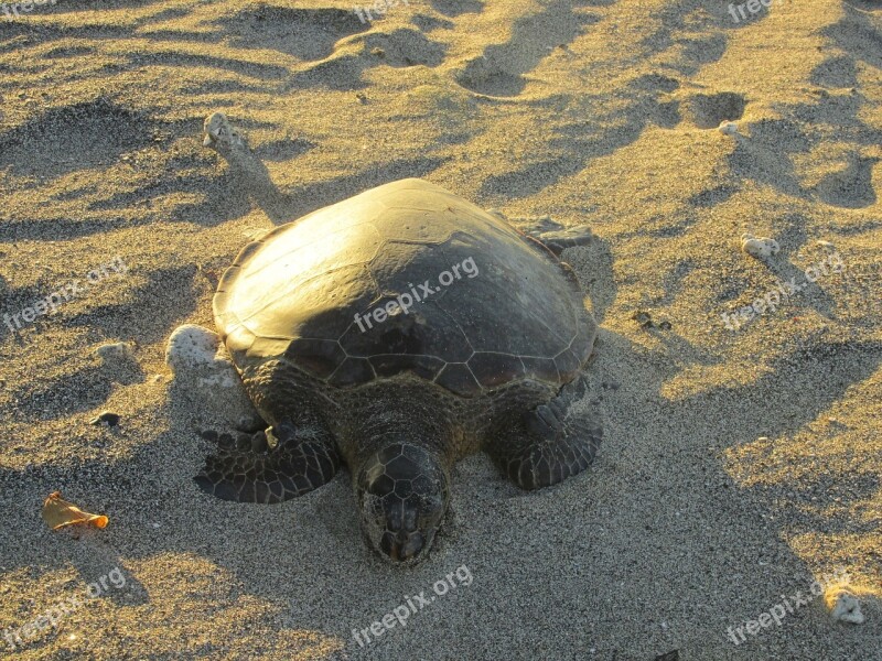 Turtle Beach Wildlife Reptile Tortoise