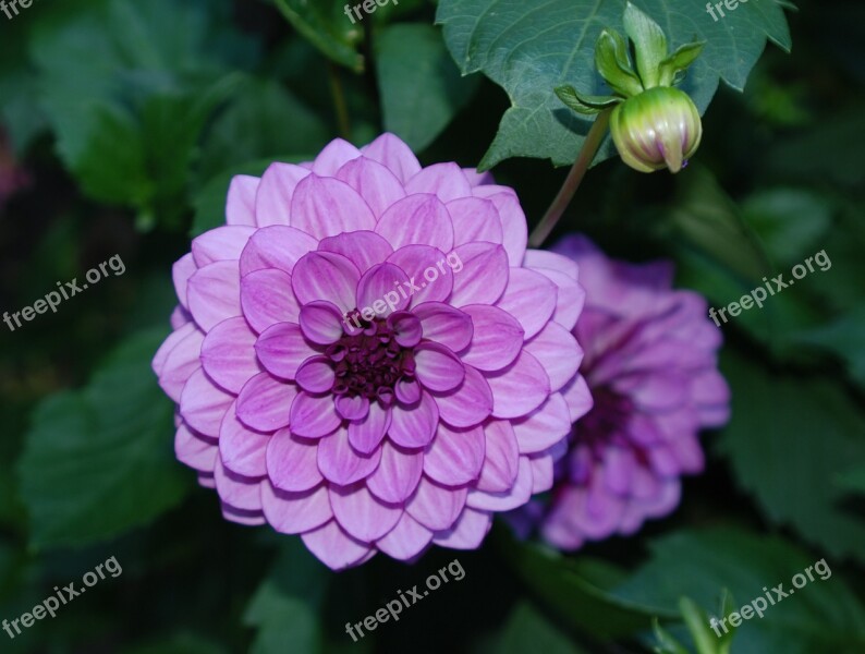 Purple Flower Nature Plant Blossom