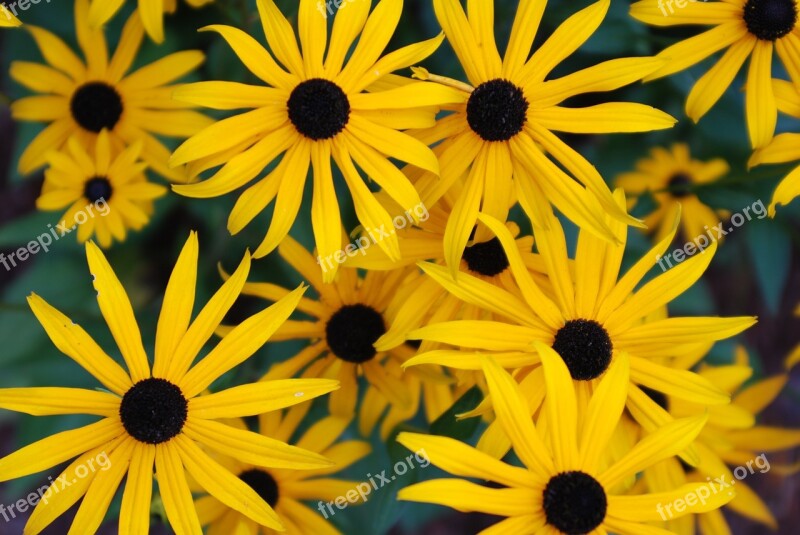 Coneflowers Flowers Yellow Garden Free Photos