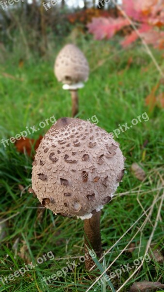 Parasol Mushrooms Nature Forest Free Photos