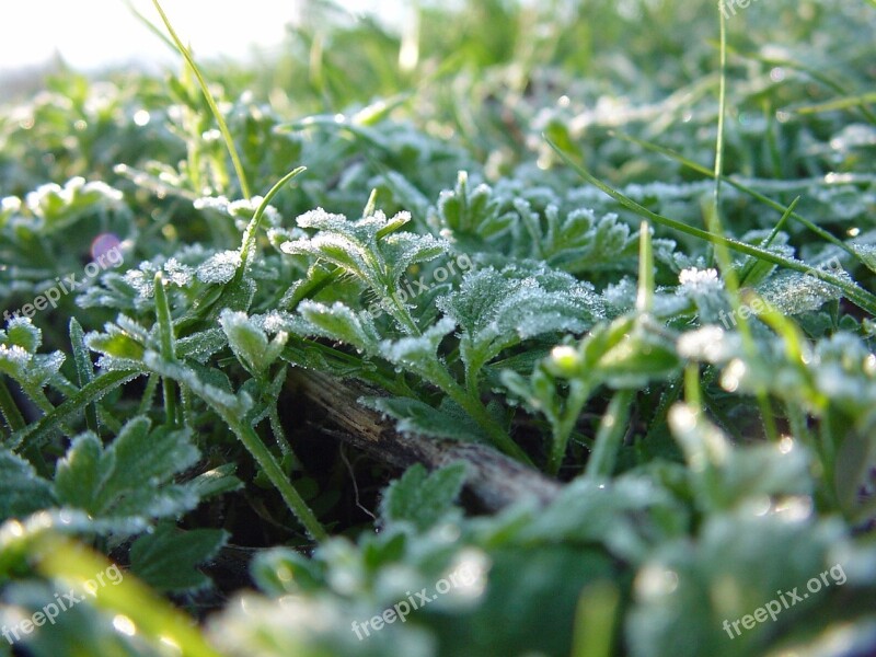 Grass Green Grass Nature Plant Leaves Of Grass