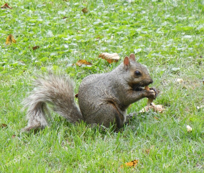 Squirrel Rodent Animal Cute Grey