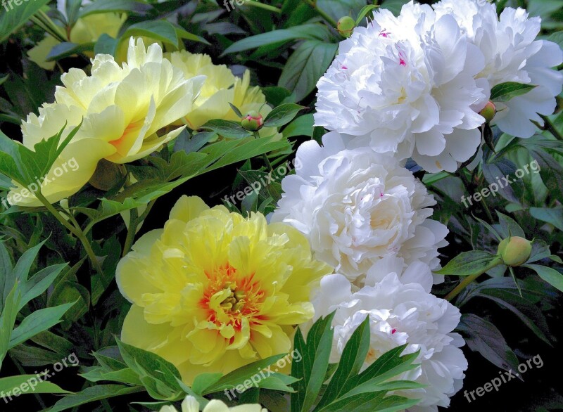 Peony Yellow White Garden Natural