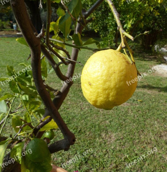 Lemon Lemon Tree Italy Tuscany Free Photos