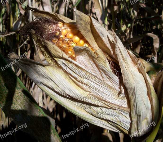 Corn Plant Agriculture Farm Farming