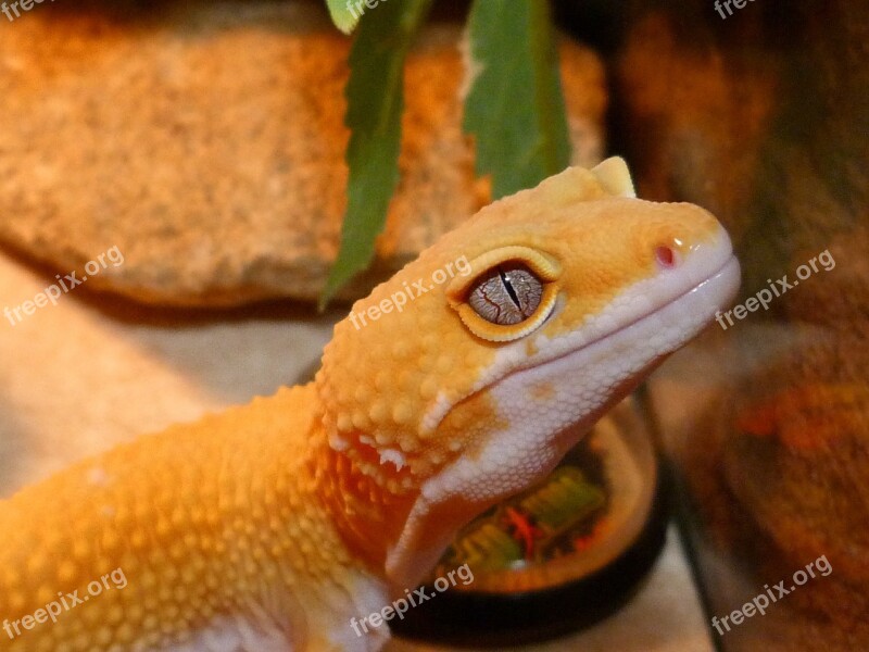 Lezarg Gecko Yellow Reptile Eye