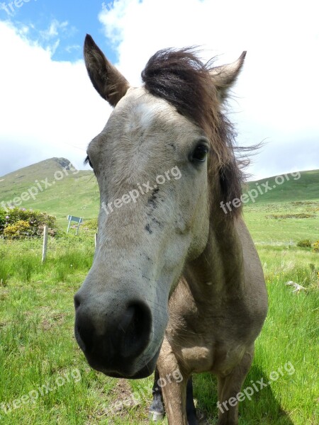 Connemara Pony Pony Horse Animal Mane