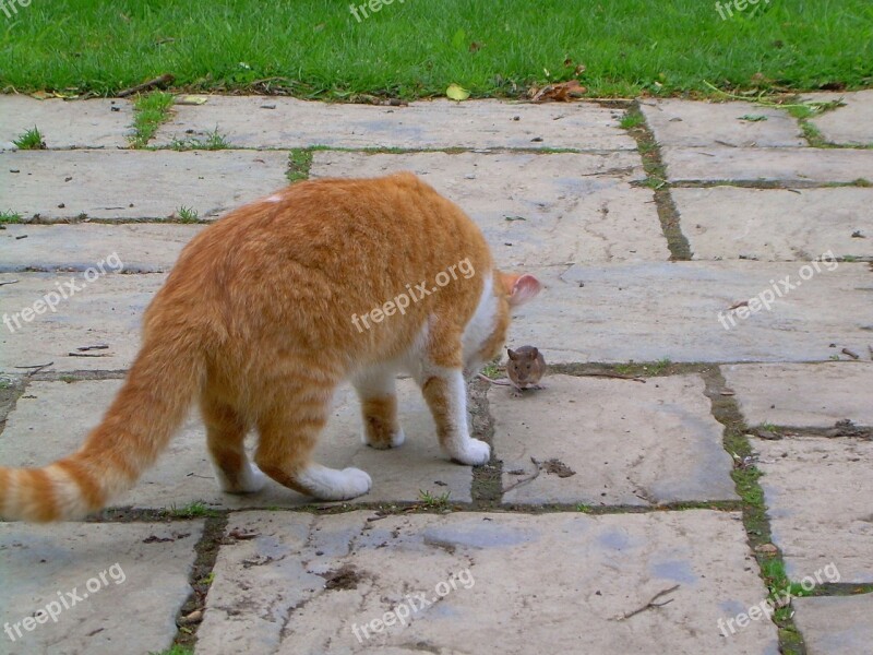 Cat Mouse Play Animal Hunting