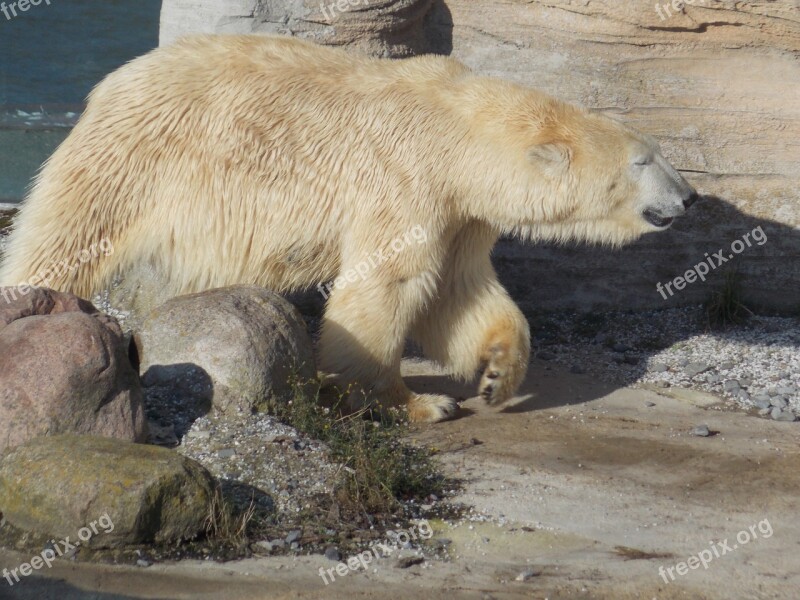 Polar Bear Animal Zoo Mammal Predator