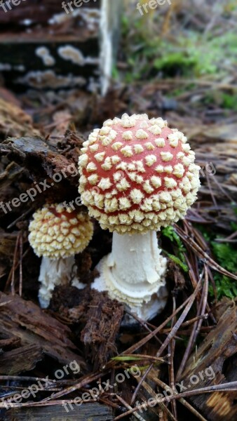 Fly Agaric Toxic Autumn Forest Mushroom