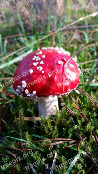 Fly Agaric Toxic Autumn Forest Mushroom