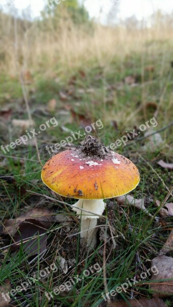 Fly Agaric Nature Forest Autumn Mushroom