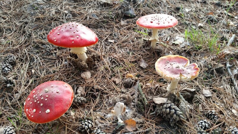 Fly Agaric Forest Nature Mushrooms Free Photos