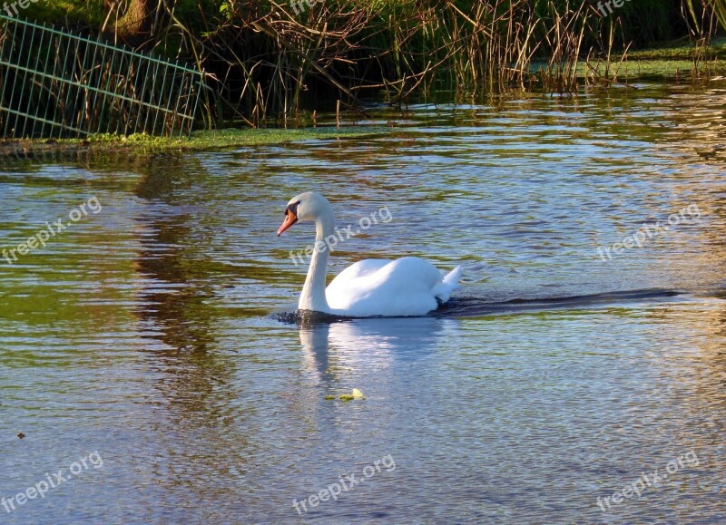 Swan Bird Waterfowl Animals Nature