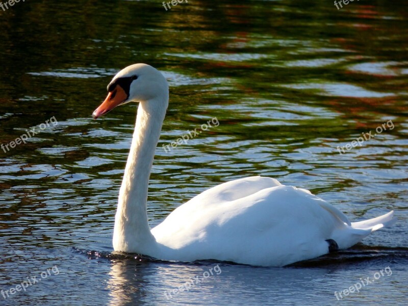 Swan Bird Waterfowl Animals Nature