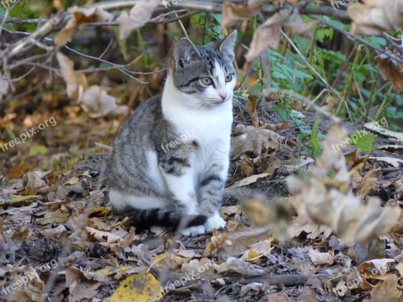 Cat Fall Leaves Animal Nature