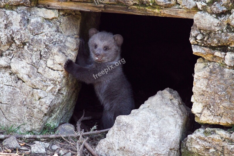 Young Bear Bear Brown Animal Cute