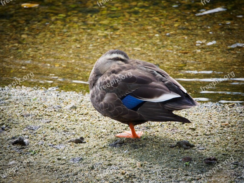 Duck Birds By The River Free Photos