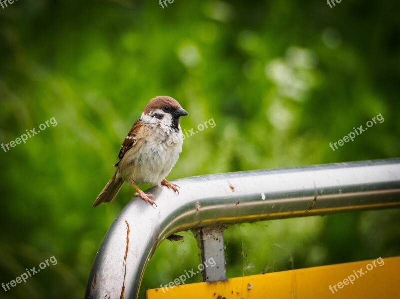 Sparrow Animal New Free Photos