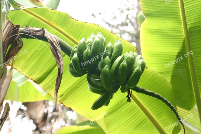 Bananas Leaves Shrub Plant Green