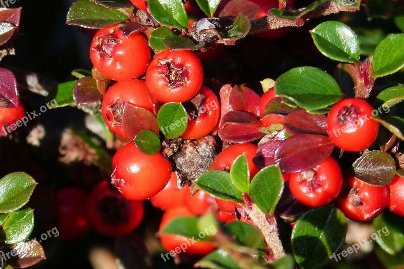 Cotoneaster Fruits Red Roses Evergreen