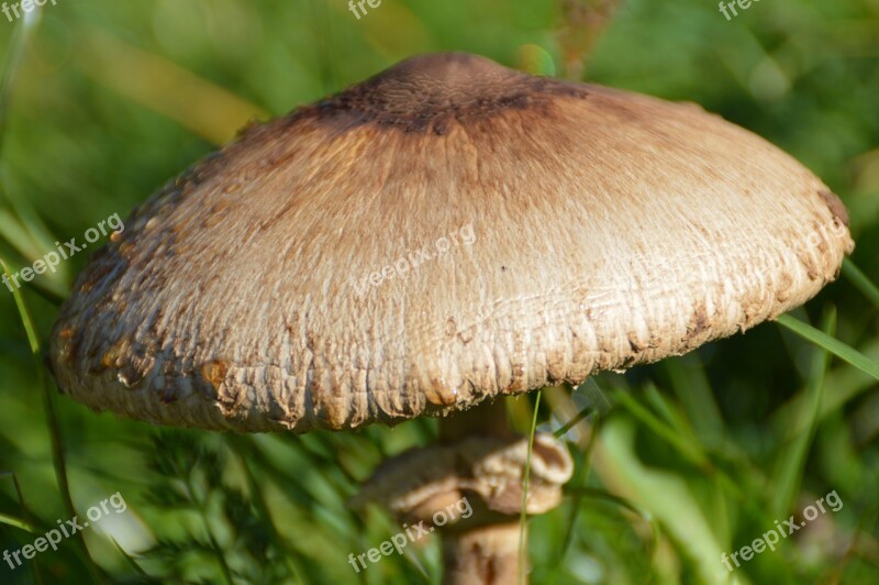 Mushroom Cap Mushroom Schirmling Dew Morgentau