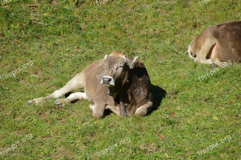 Cow Beef Sun Pasture Free Photos