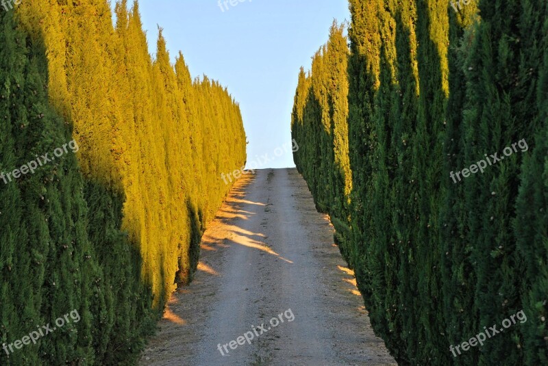 Cypress Trees Tuscany Siena Italy Castelnipvo Bereradenga