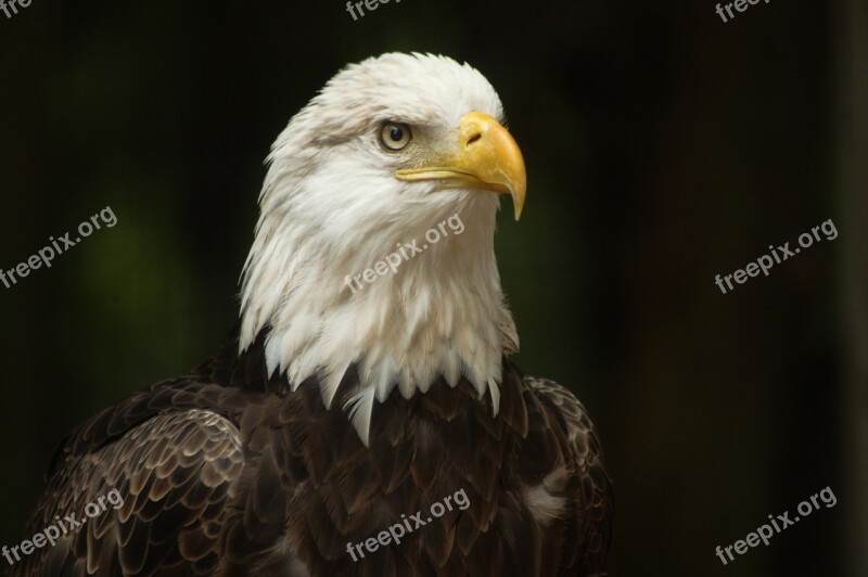 Bald Eagle Eagle Bird Nature Natural