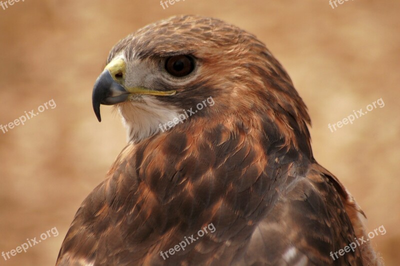 Hawk Bird Nature Natural American