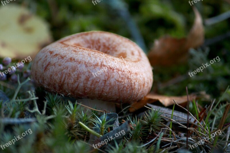 Woolly Milkcap Bearded Milkcap Lactarius Torminosus Agaric Fungus Mushroom