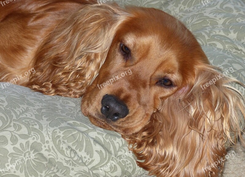 Cocker Spaniel Brown Dog Pet Canine