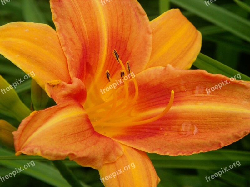 Daylily Plant Orange Colorful Blooming