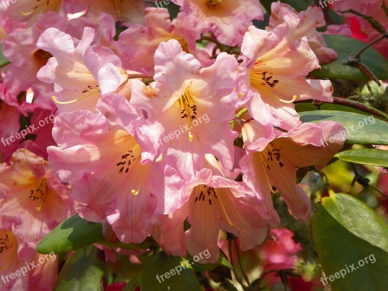 Azalea Flowers Pink Spring Blossom