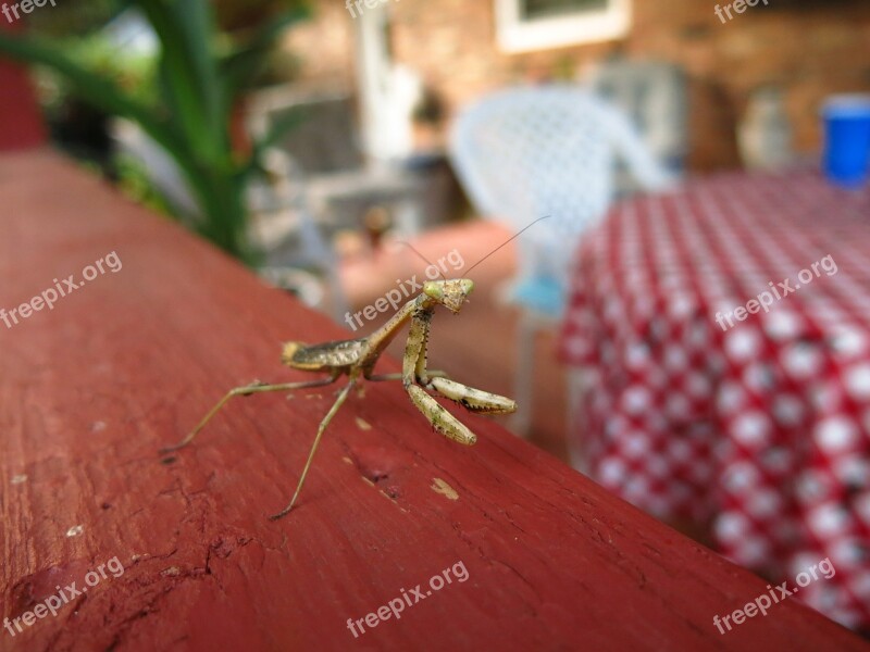 Mantis Praying Insect Green Bug