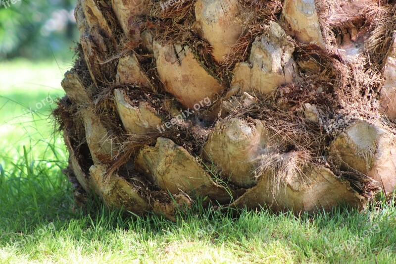 Palm Tree Nature Trunk Palm Tree