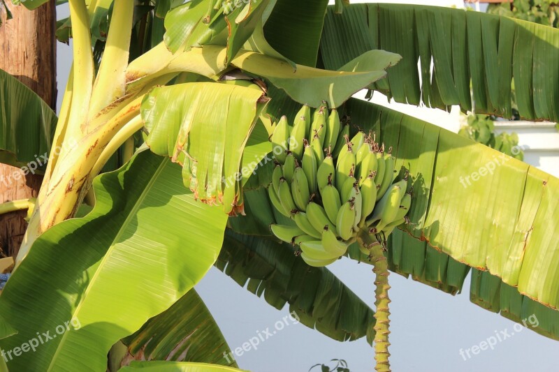 Bananas Palm Tree Free Photos