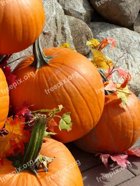 Pumpkin Autumn Fall Fruit Arrangement