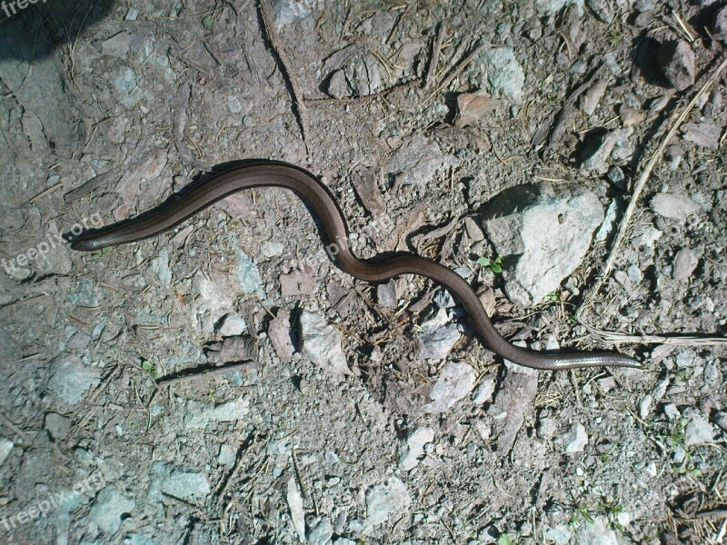 Slow-worm Snake Lizard Free Photos