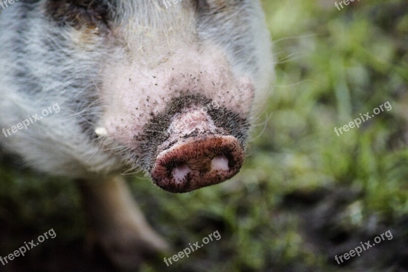 Pig Nose Pink Hog Agriculture