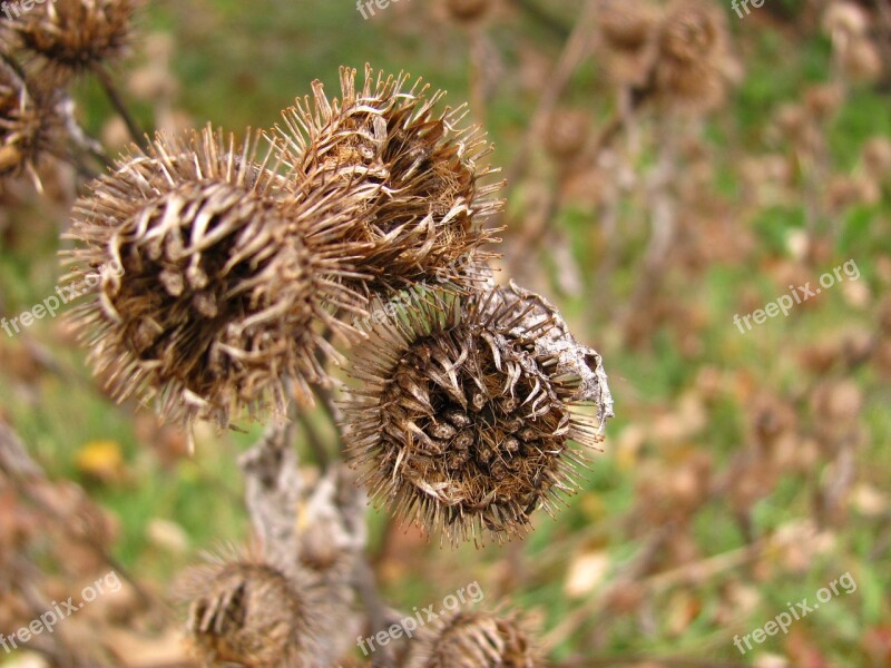 Thistle Dry Nature Outdoor Death